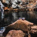 Ada Eco Yellow Tortoiseshell/Brown Polarized lens--sits on a rock in the river.