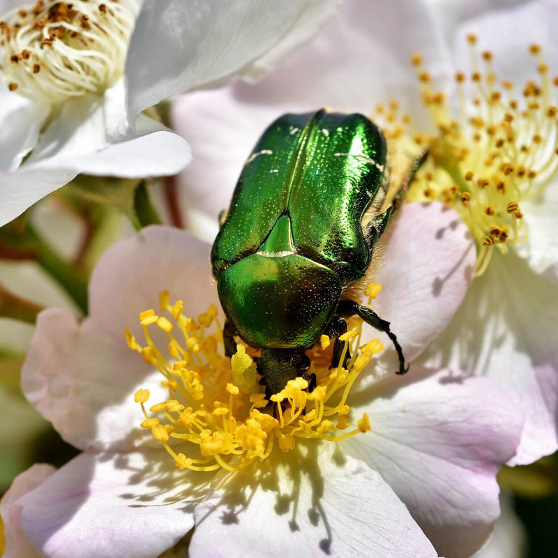 Good Day Sunglasses Figeater Sunshines--figeater beetle