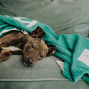 Trek Light Gear Teal Peace Blanket--wrapped around a puppy on the couch
